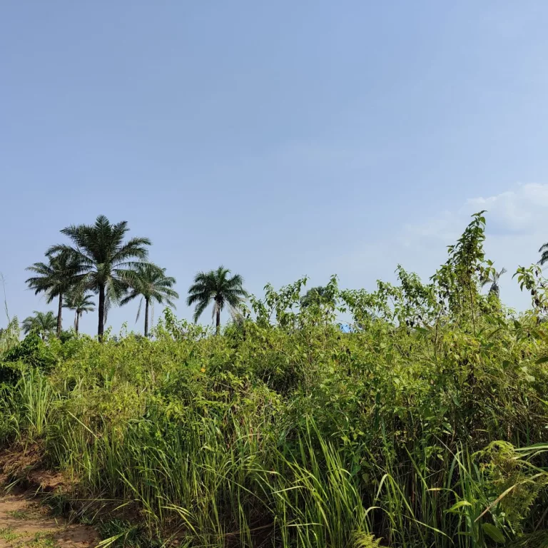 Aggiornamento dalla missione a Maison de Paix